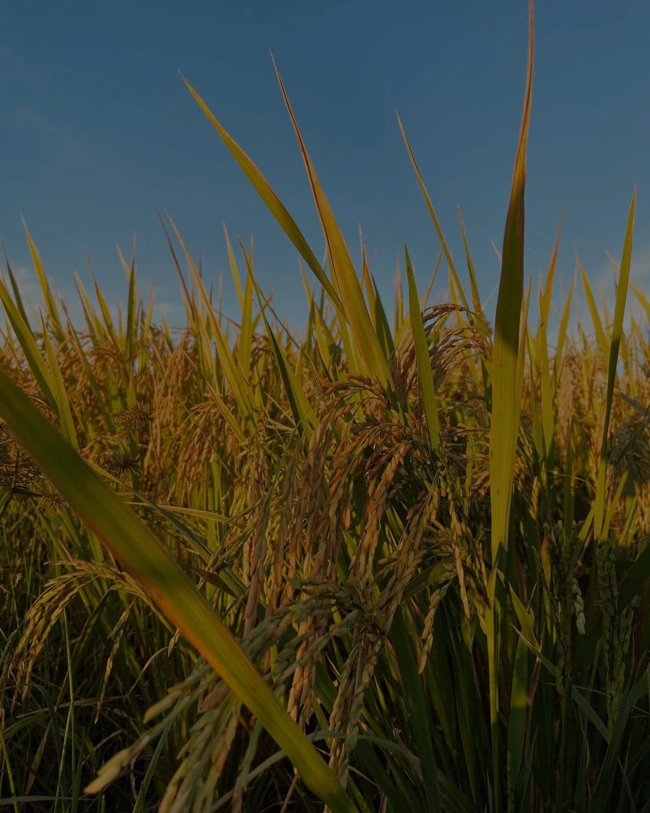 Paisaje productivo de Santa Dominga